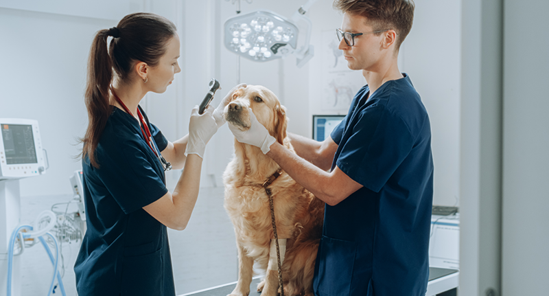 Tierartzin untersucht Hund