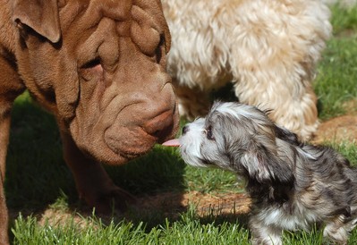 Tierärzte Im Beruf – Verhaltenstherapie Für Hunde Und Katzen