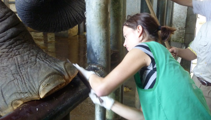Veti-Studenten Im Ausland: Praktikum In Einem Zoo In Taiwan