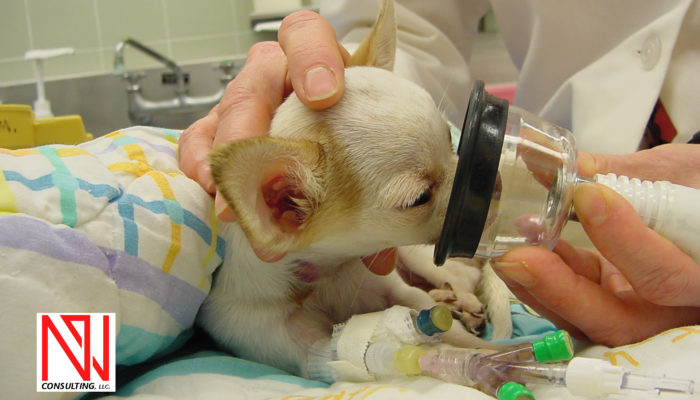 Tierärzte Im Beruf – Professor Der Anästhesie, Intensivmedizin Und Schmerztherapie
