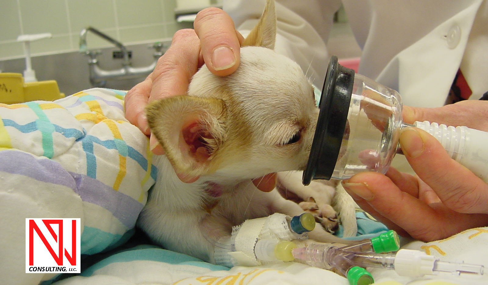 Tierärzte Im Beruf – Professor Der Anästhesie, Intensivmedizin Und Schmerztherapie