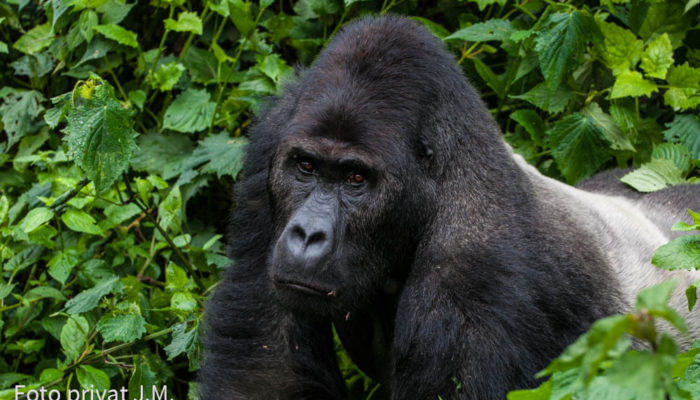 Tierärzte Im Ausland: Arterhaltung Bedrohter Berg- Und Grauer Gorillas In Afrika
