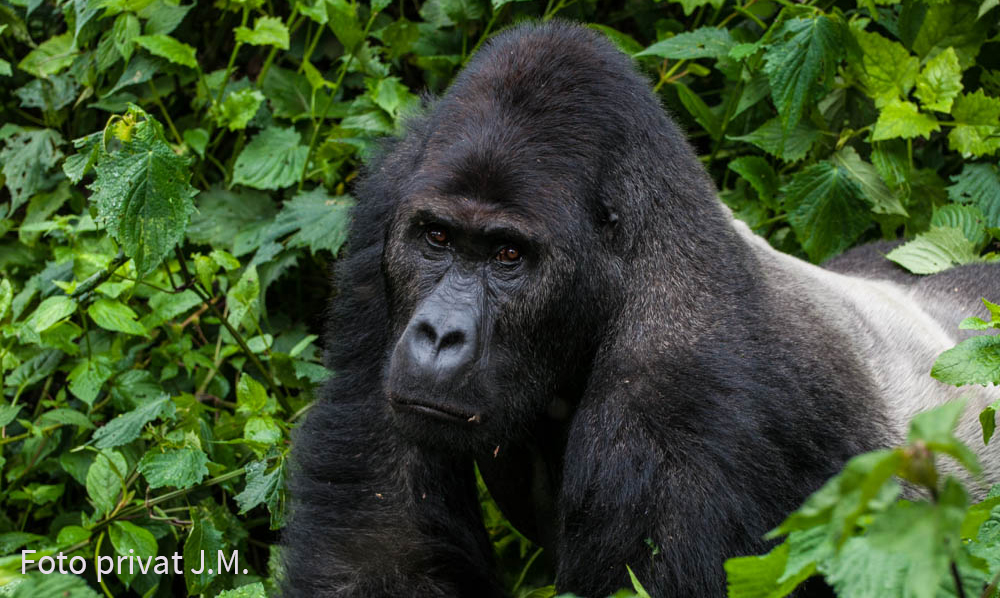 Tierärzte Im Ausland: Arterhaltung Bedrohter Berg- Und Grauer Gorillas In Afrika