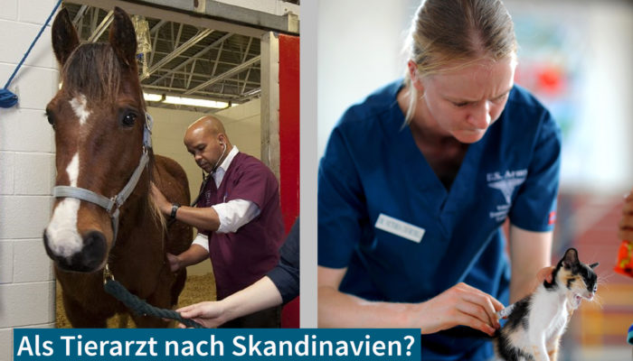 Als Tierarzt Nach Skandinavien: Chancen Und Tipps Für Eine Erfolgreiche Planung