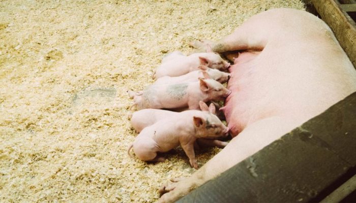 Tierärzte Im Beruf – Gemischtpraktiker Mit Schwerpunkt Schweine Und Kleintiere