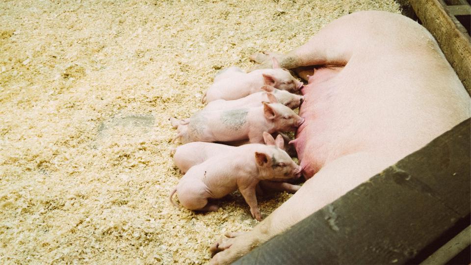 Tierärzte Im Beruf – Gemischtpraktiker Mit Schwerpunkt Schweine Und Kleintiere