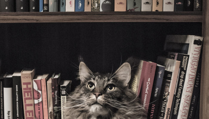 Wo Steht’s?! – Das Praktische Jahr Einer Veterinärmedizinstudierenden