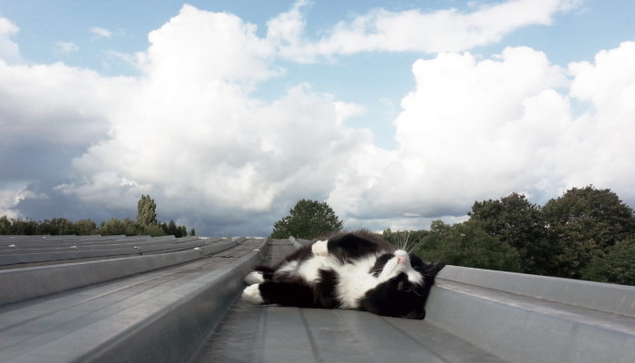 Stress In Der Tierarztpraxis – Teil 1: Stressmanagement?