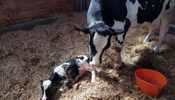 Tierärzte Im Beruf: Tierärztin Mit Den Schwerpunkten Tiergesundheit Und Management