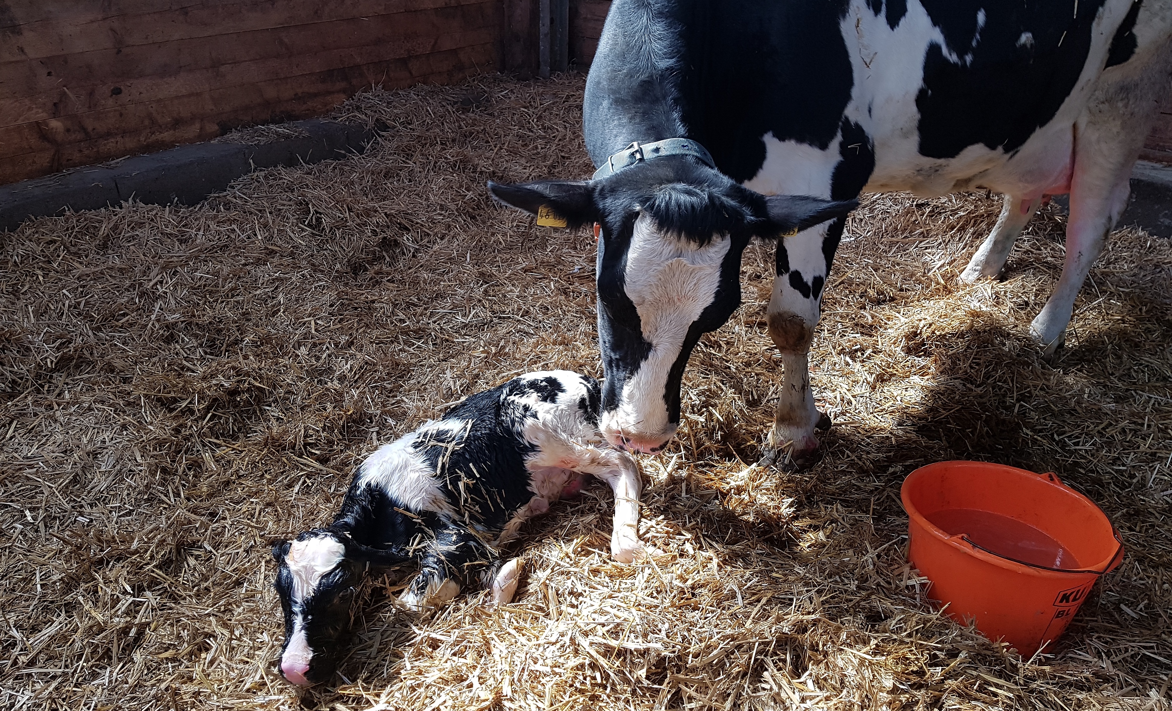 Tierärzte Im Beruf: Tierärztin Mit Den Schwerpunkten Tiergesundheit Und Management