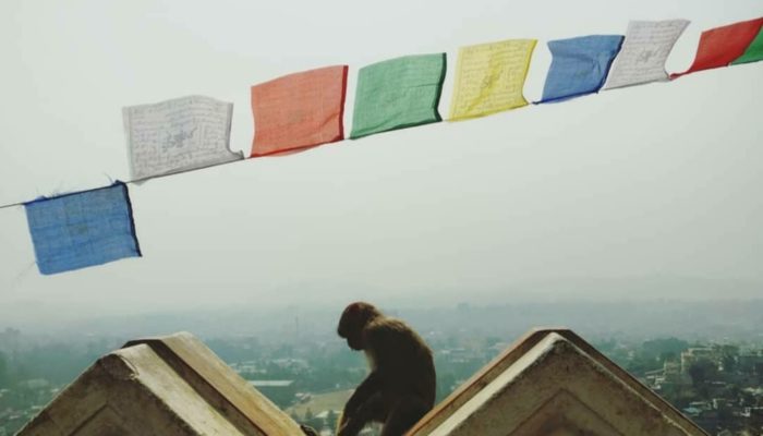 Tiermedizin Weltweit- Zu Gast Im Bunten Nepal