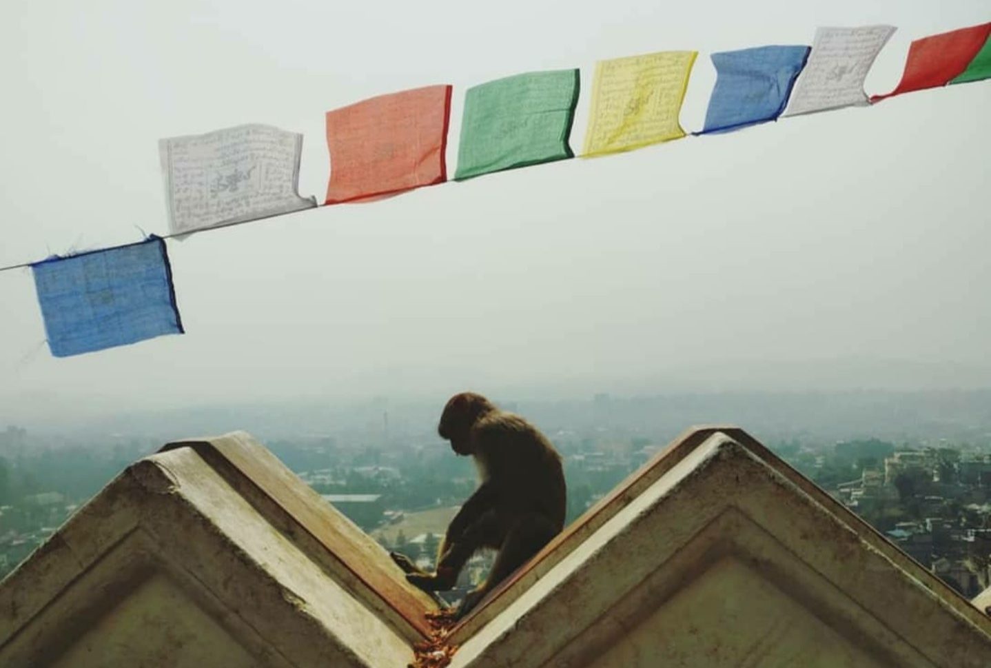 Tiermedizin Weltweit- Zu Gast Im Bunten Nepal