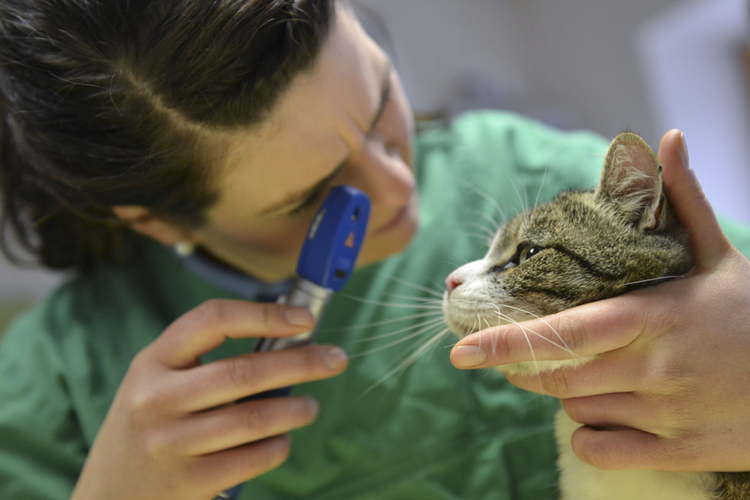 Tierärztliche Klinik für Pferde Dr. Knut Anders - unsere Vision