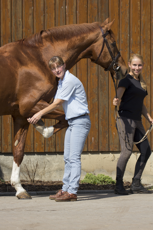 Tierärztliche Praxis für Pferde Dr. Stefanie Höppner - unsere Vision