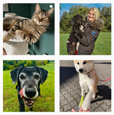 Tierarztpraxis am Paulshof bei Instagram