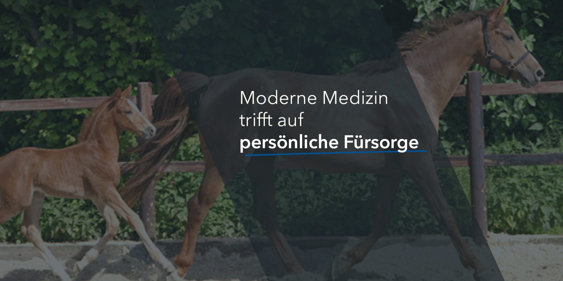 Teaserbild Tierärztliche Praxis Krogbeumker