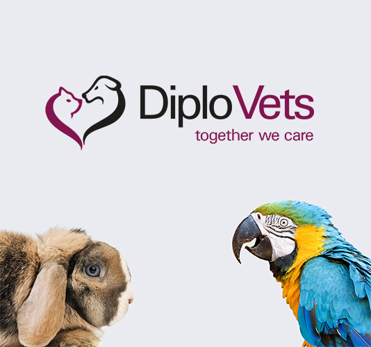 DiploVets (Vet-X-Perts GmbH) - unsere Vision