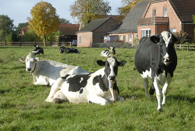 Tierarztpraxis für Rinder Dr. Bernd Oelkers - unsere Vision