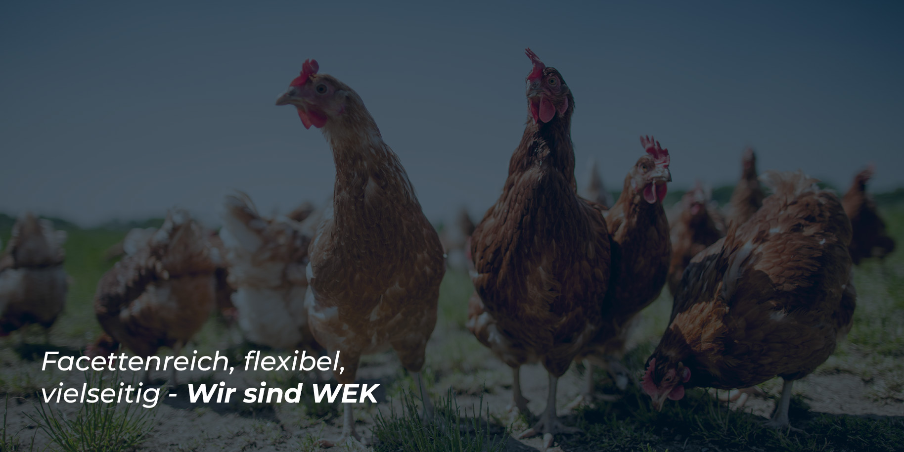 Teaserbild Tierarztpraxis WEK