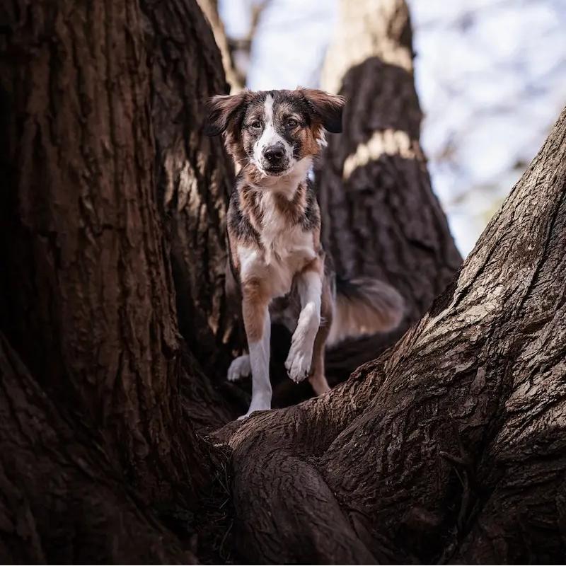 Dogtorance - unsere Vision