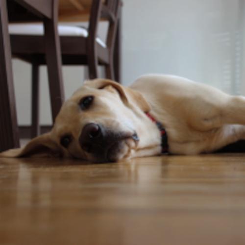 Tierarztpraxis Katrin Sperrhacke - unsere Vision