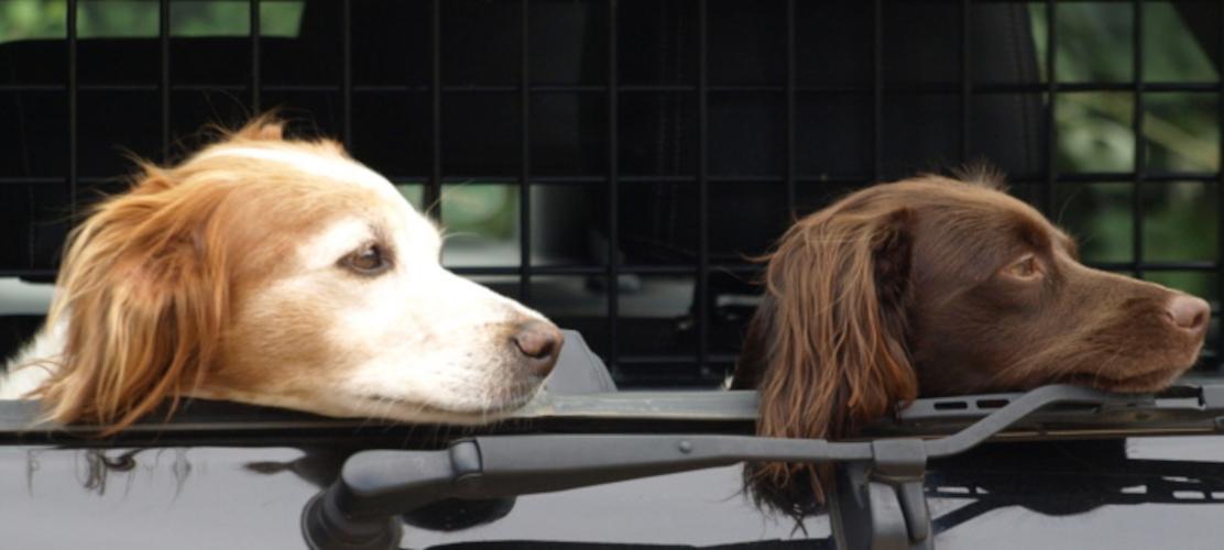 Tierarztpraxis Dr. Vogt-Hellmuth - unsere Vision