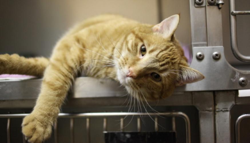 Kleintierklinik am Stadtpark Lübeck - unsere Vision