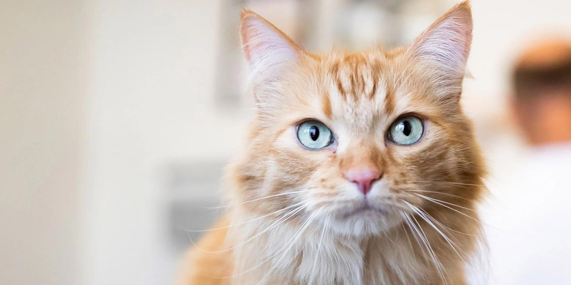 Teaserbild Kleintierzentrum im Soratfeld