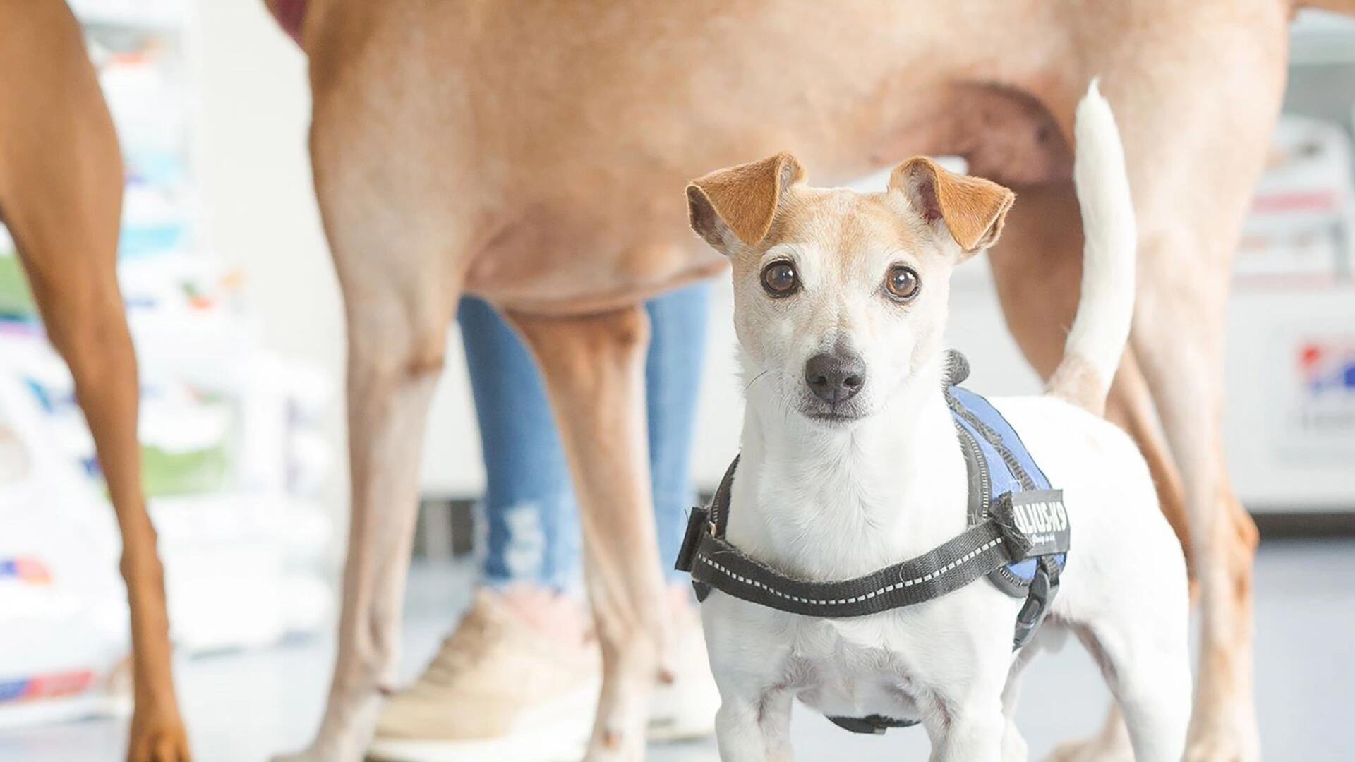 Kleintierzentrum im Soratfeld - unsere Vision
