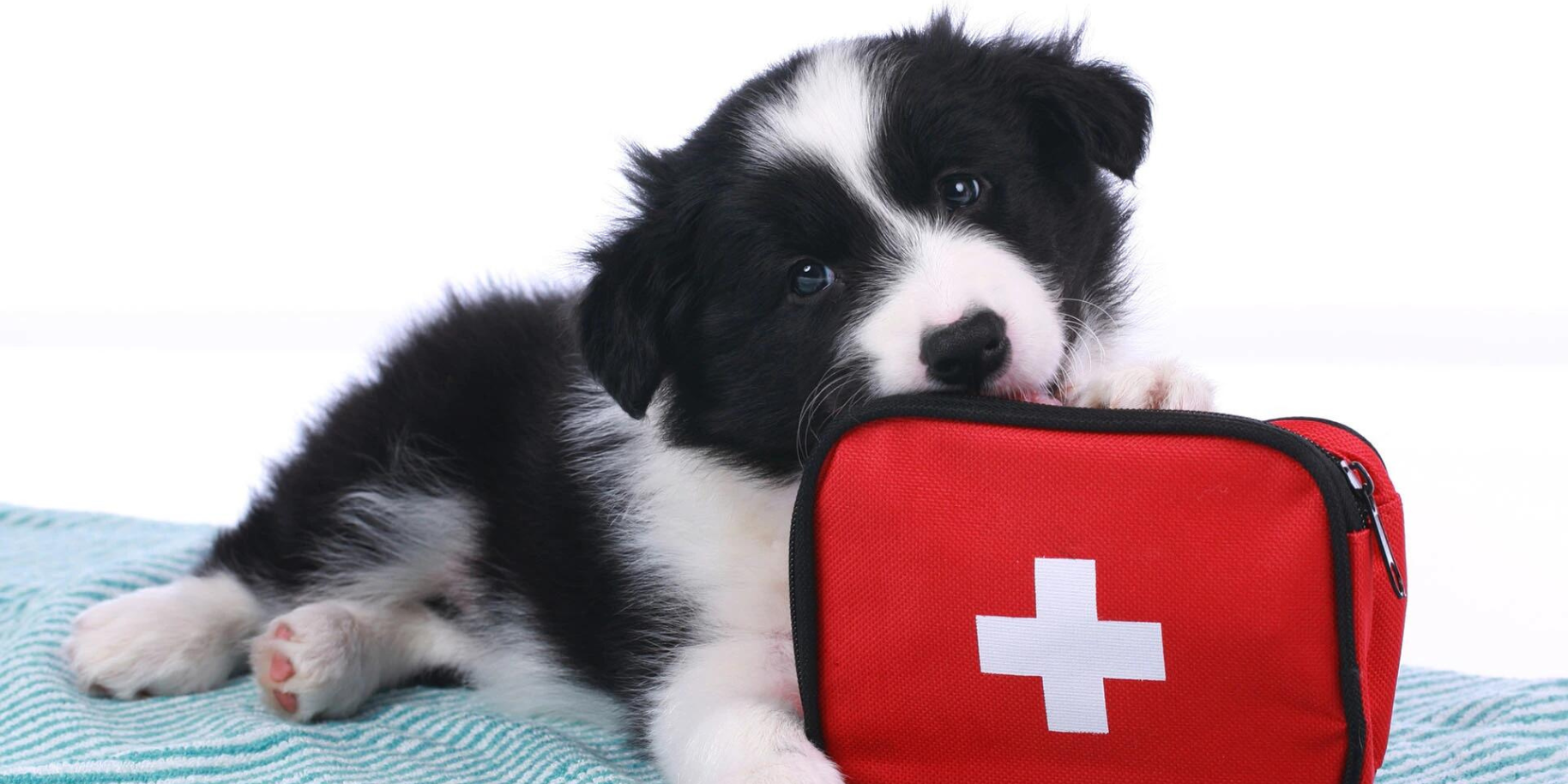 Teaserbild Tierärztliche Praxis für Kleintiere auf Emst