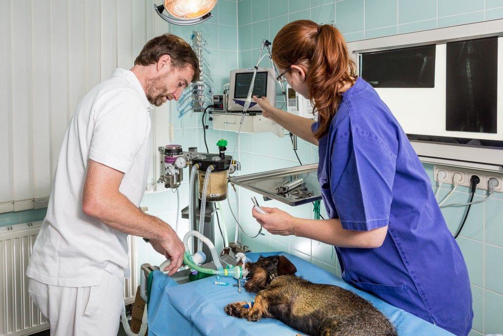 Kleintierklinik Dr. Meisinger - unsere Vision