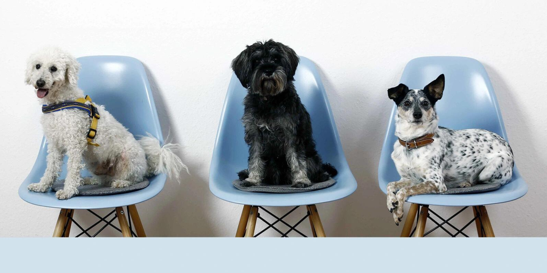 Teaserbild Tierarztpraxis Strassenheim GmbH