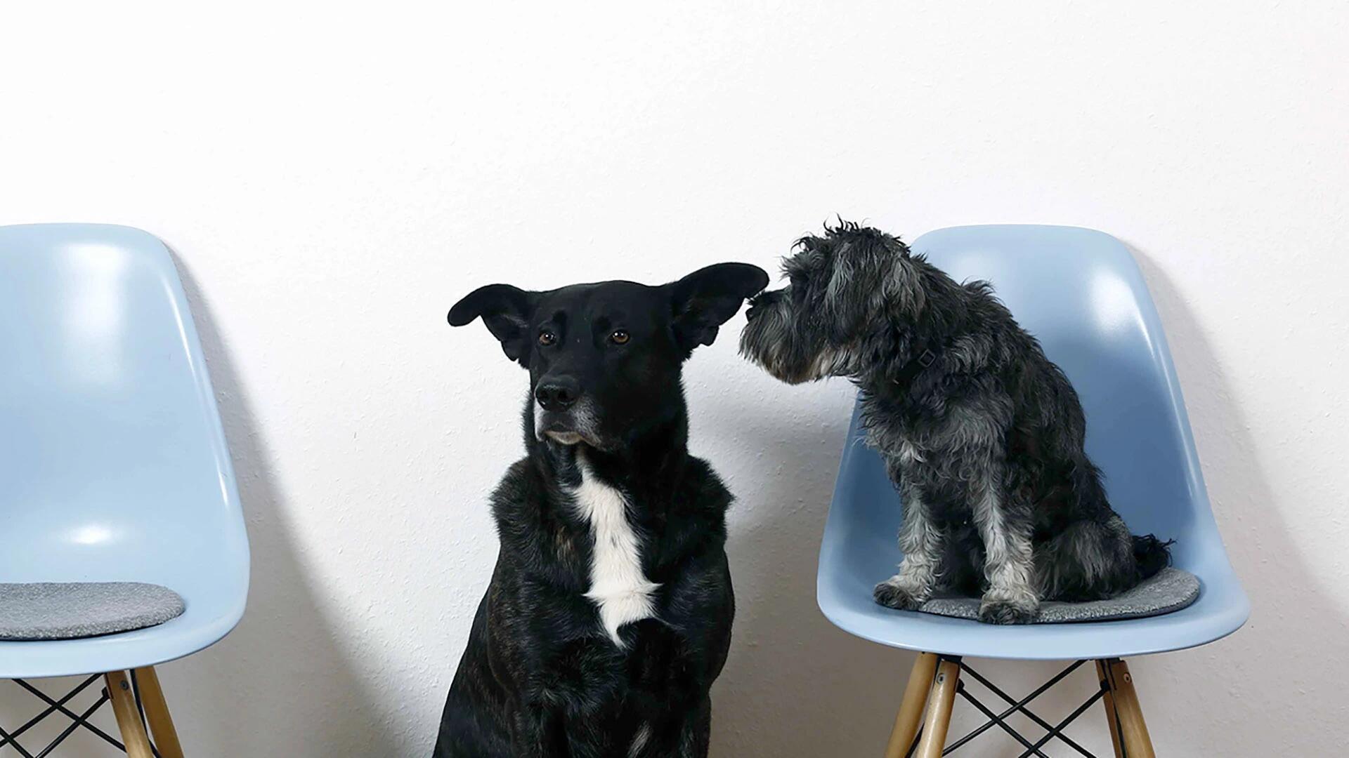 Tierarztpraxis Strassenheim GmbH - unsere Vision