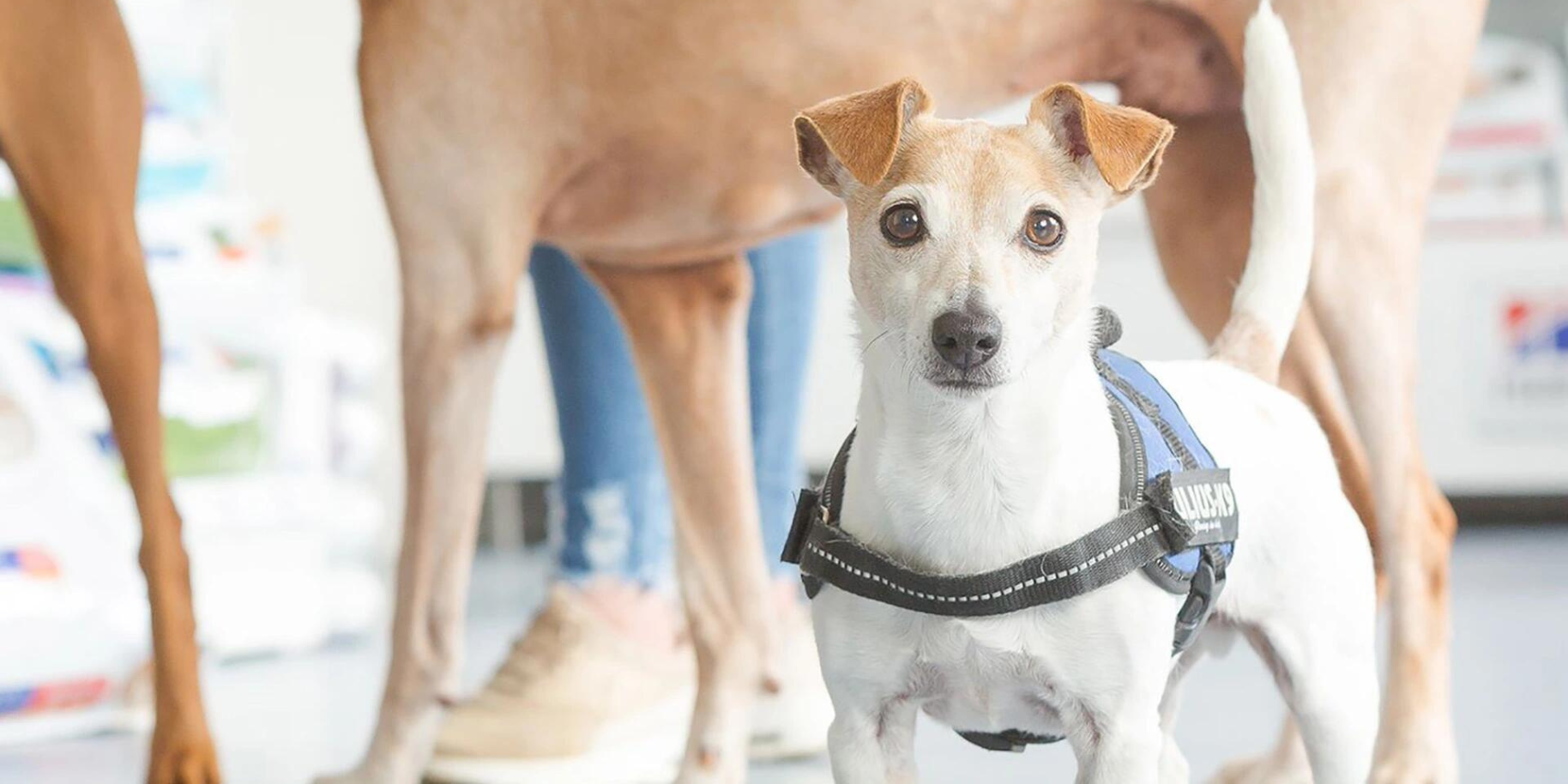 Teaserbild Tierärztliche Klinik Erfurt Ilversgehofen