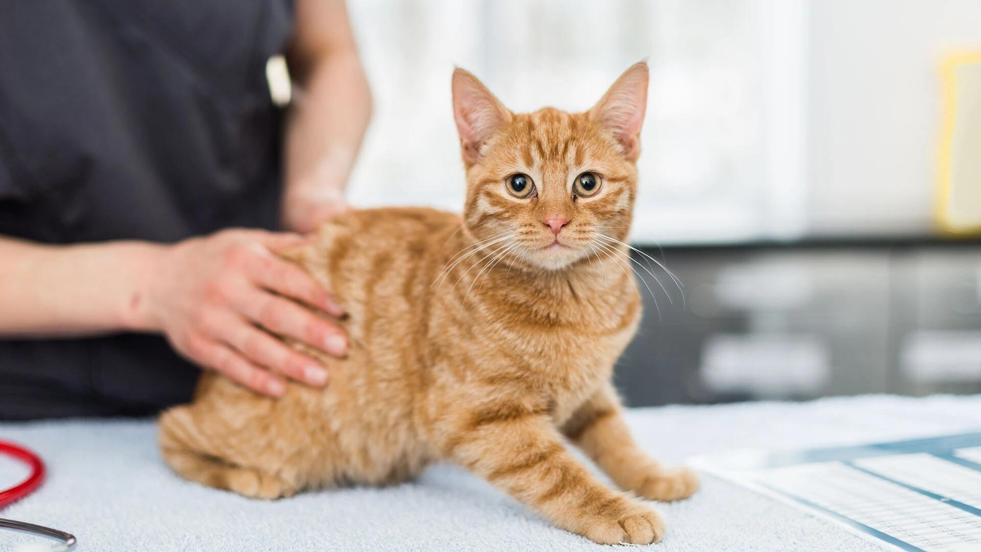Tierärztliche Klinik Erfurt Ilversgehofen - unsere Vision