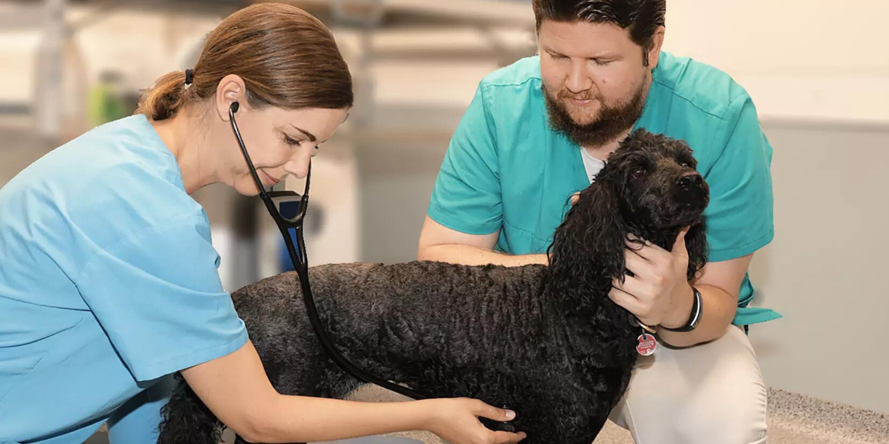 Teaserbild Tierärztliche Klinik für Kleintiere Norderstedt GmbH