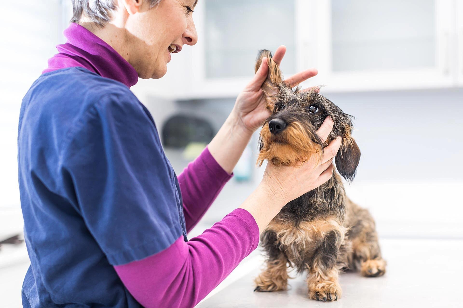 Tierärztliche Klinik für Kleintiere Norderstedt GmbH - unsere Vision