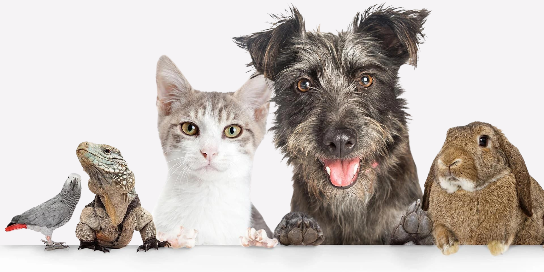 Teaserbild Tierärztliche Gemeinschaftspraxis in Seligenstadt