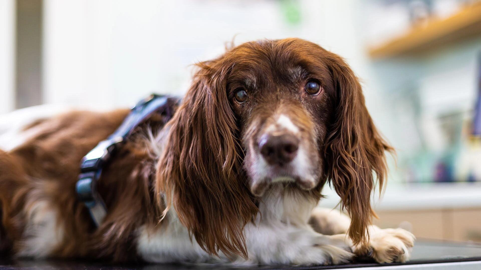 Tierärztliche Gemeinschaftspraxis in Seligenstadt - unsere Vision