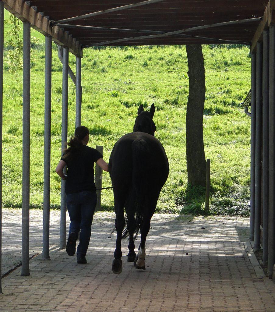 Pferdeklinik Röntorf GmbH - unsere Vision