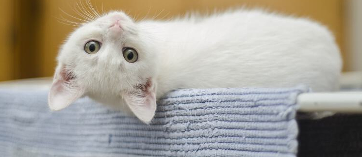 Teaserbild Tierarztpraxis Dr. Venzl