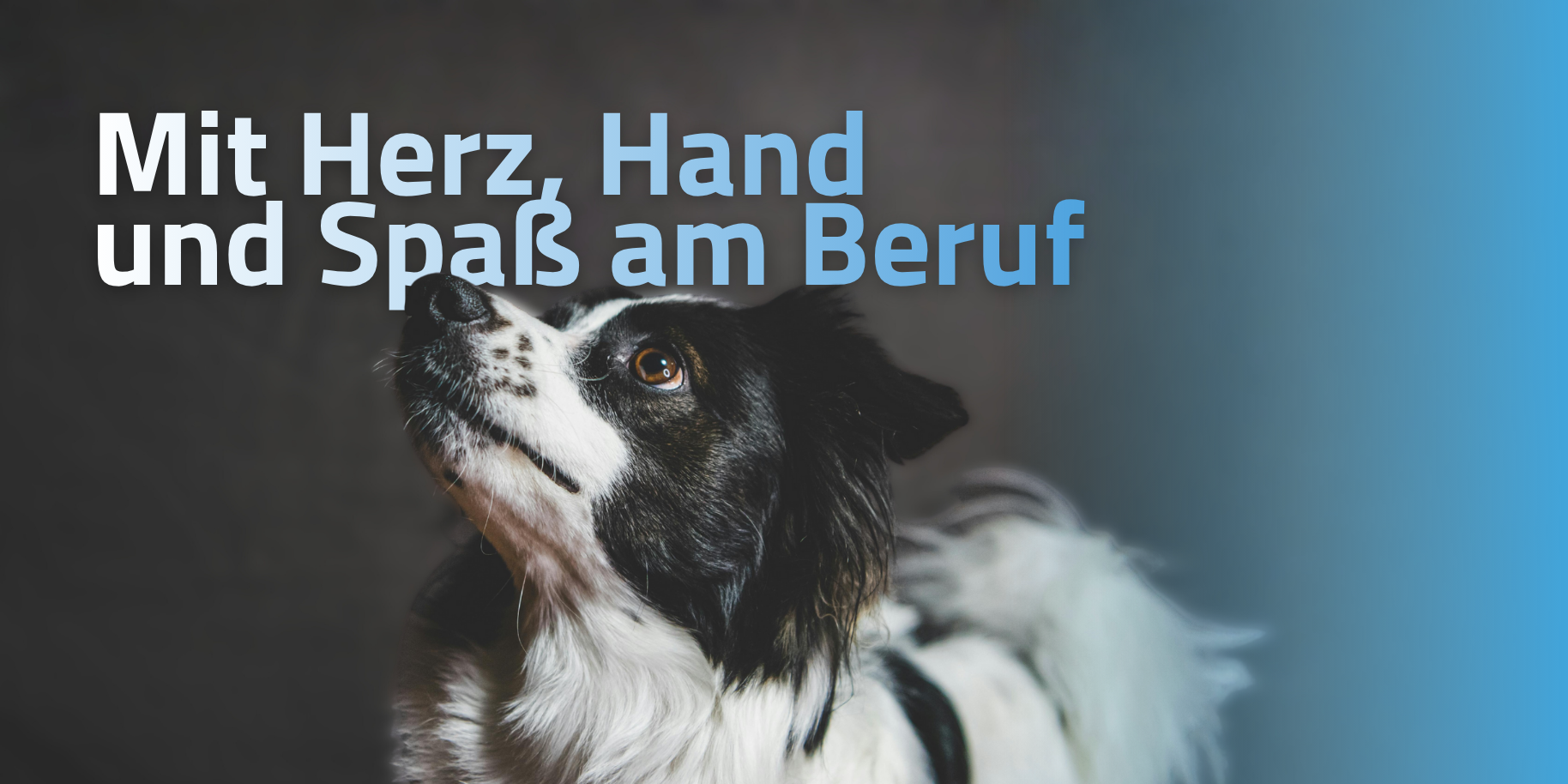 Teaserbild Kleintierpraxis Panayot Panayotov