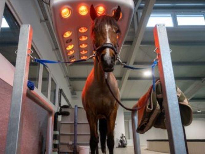 Tierärztliches Rehazentrum Benz GmbH - unsere Vision