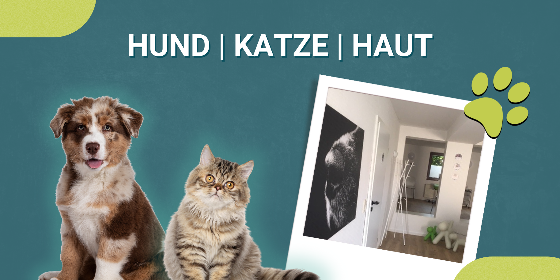 Teaserbild Hund Katze Haut